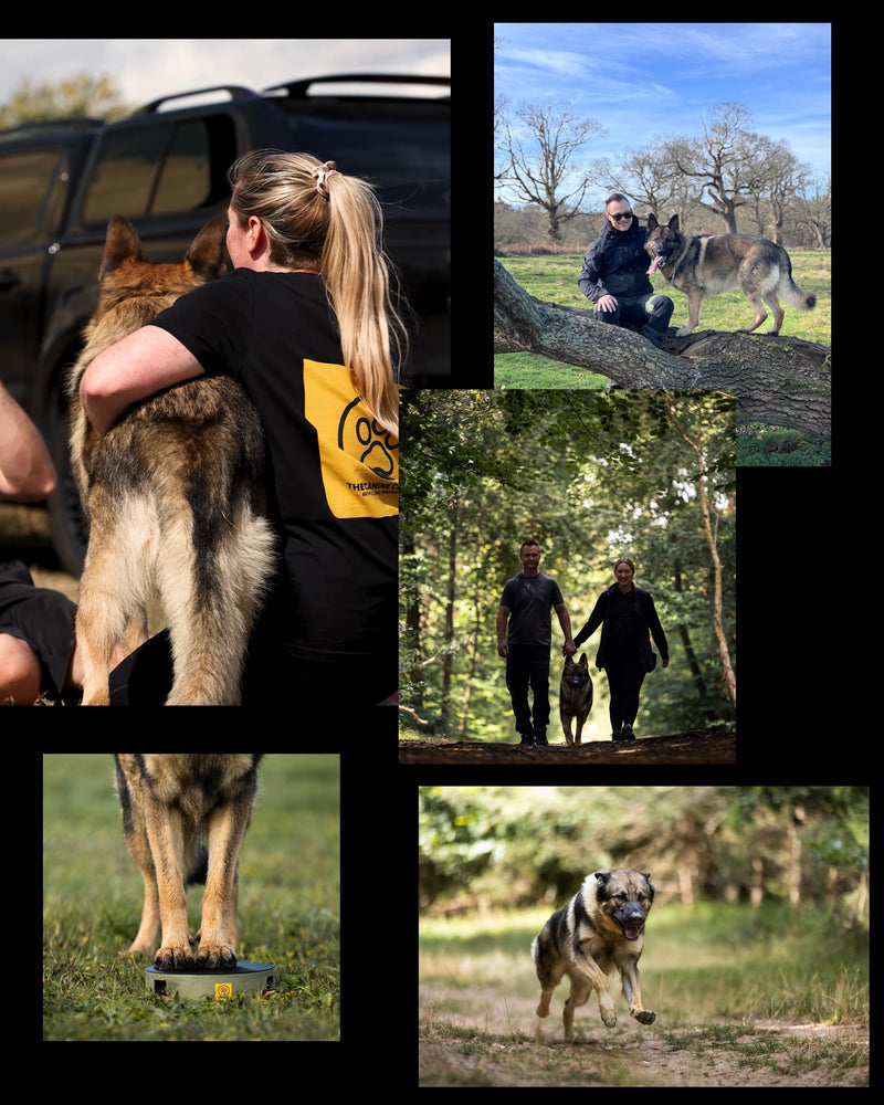 Our standards and values — The Canine Carpenter
