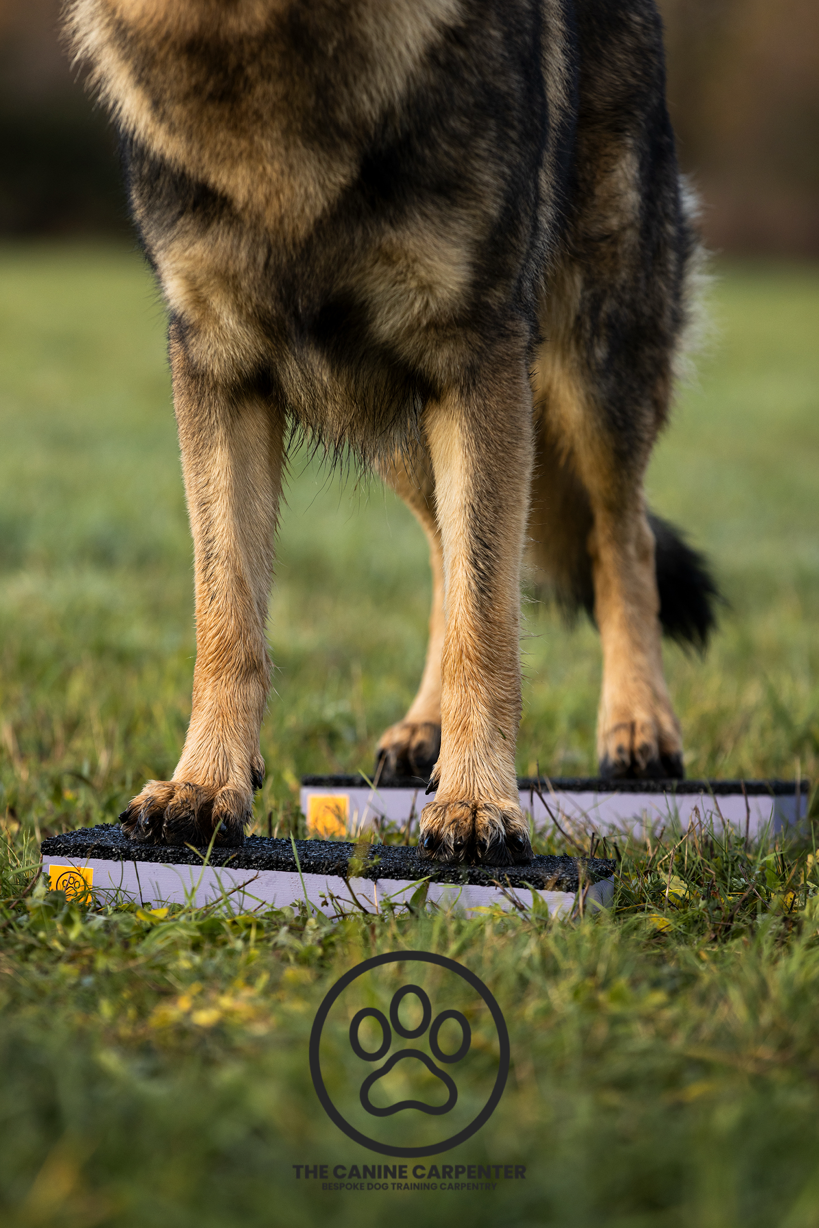 Dog Strength & Conditioning Blocks