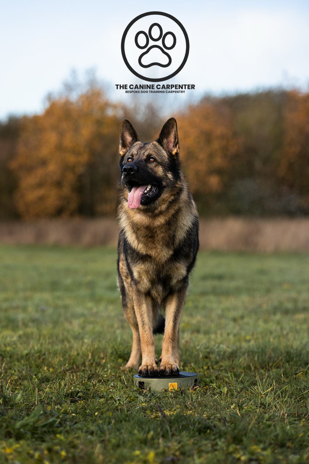 Dog Training Pivot Box