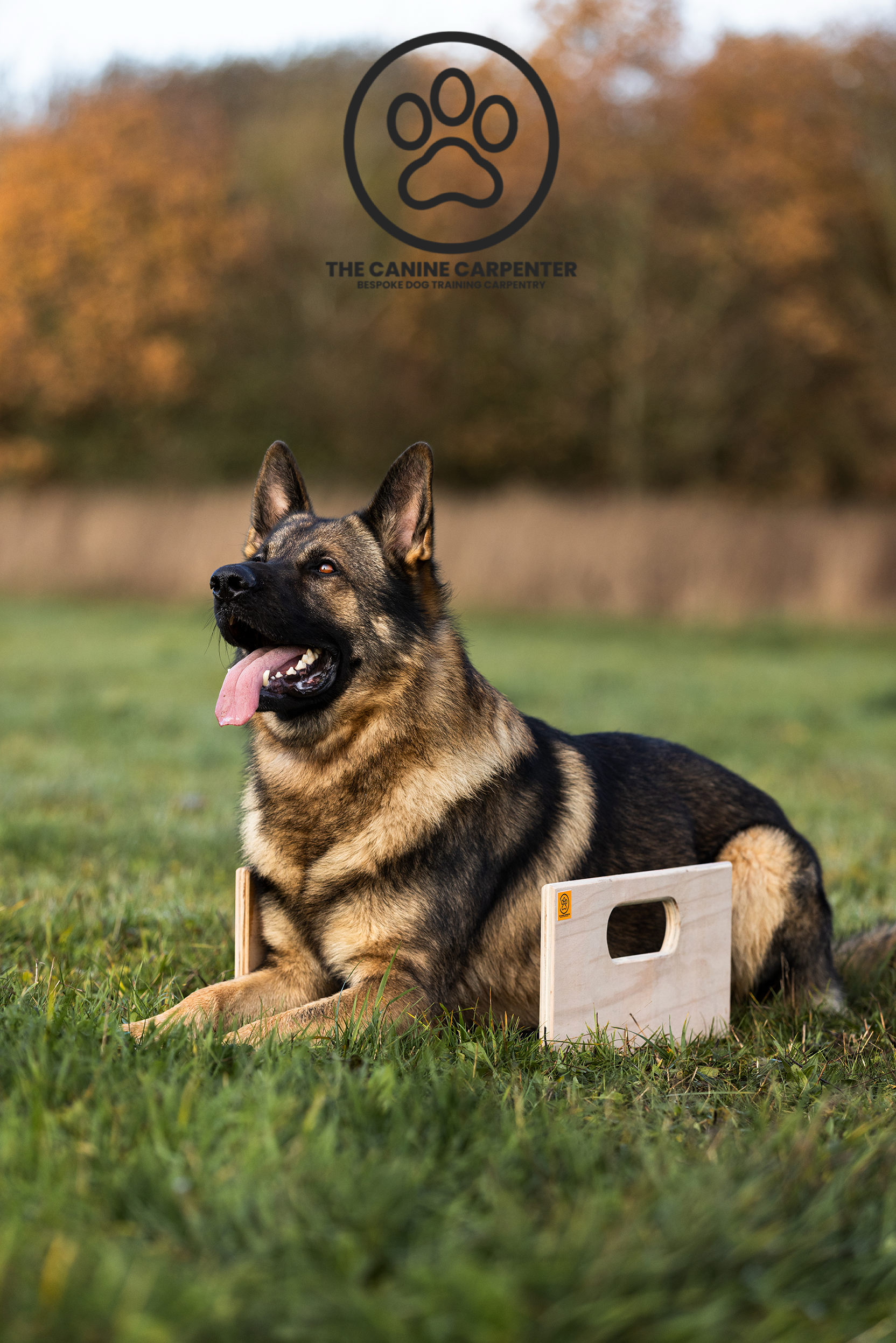 Dog Training Directional Box
