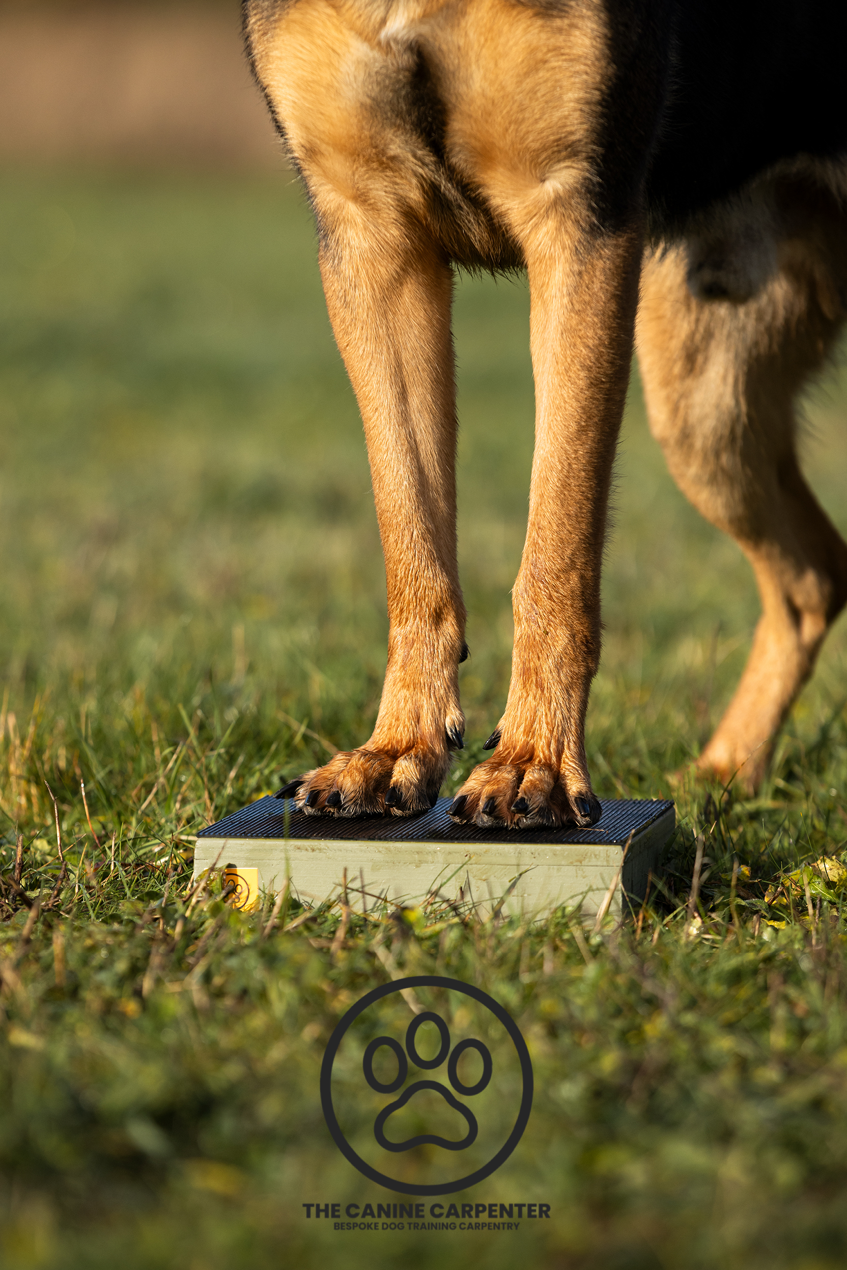 Dog Training Pivot Box