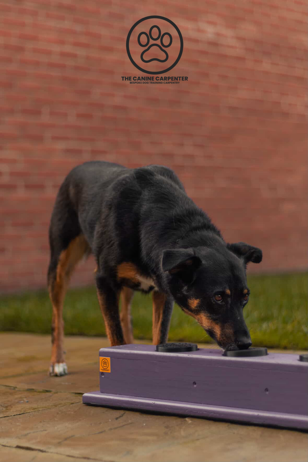 dog indicating on the scent work panel