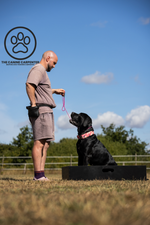 Dog Training Positions Box