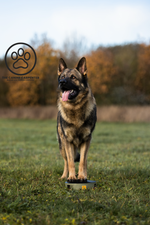 Dog Training Pivot Box