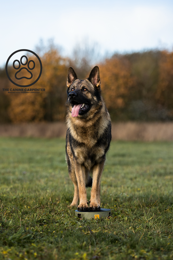 Dog Training Pivot Box