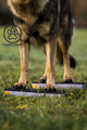 Dog Strength & Conditioning Blocks