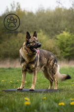 Dog Training Place Board