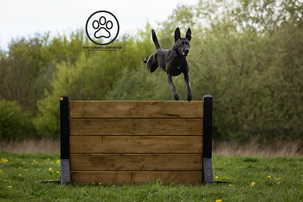 Dog Sports