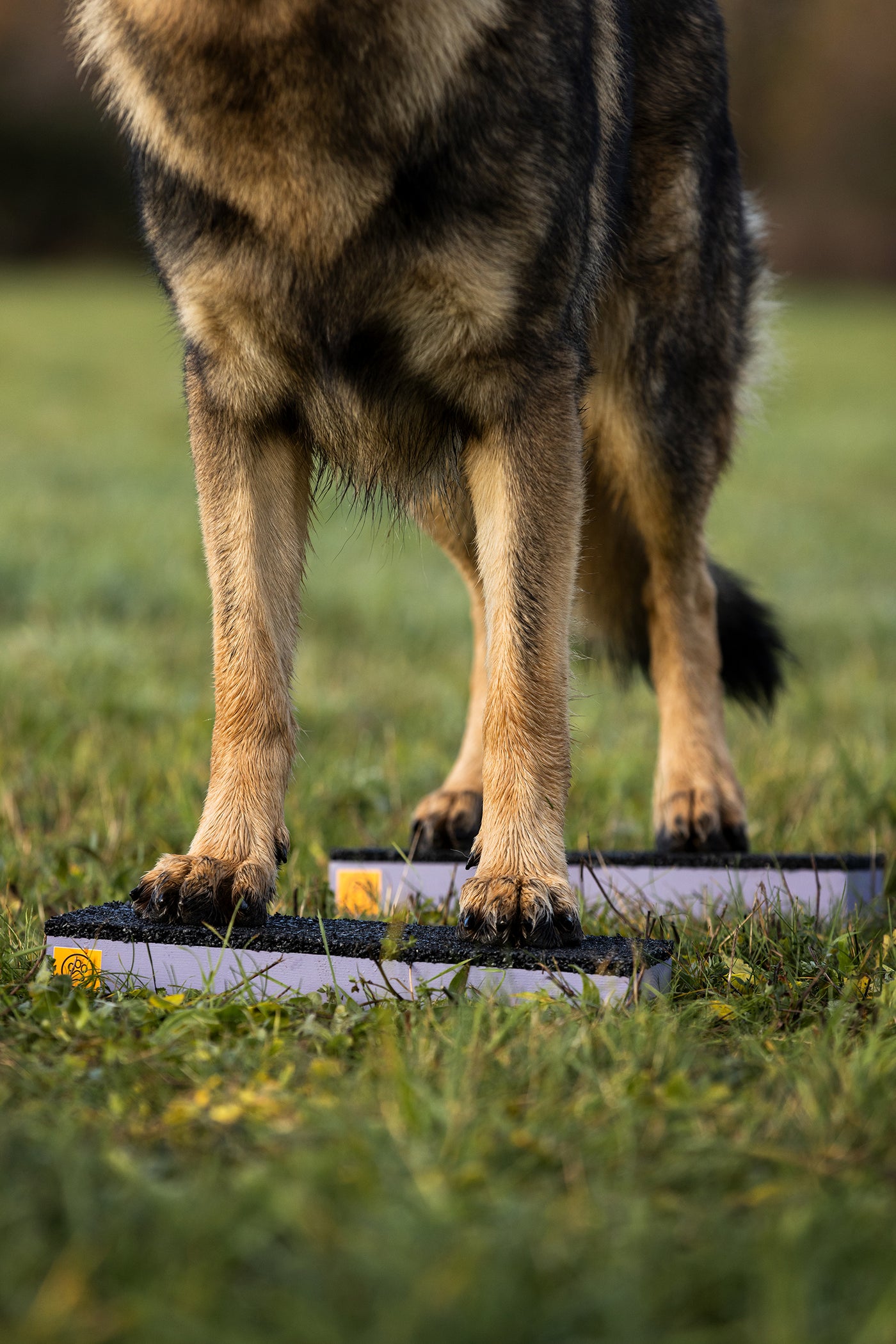 Canine Fitness