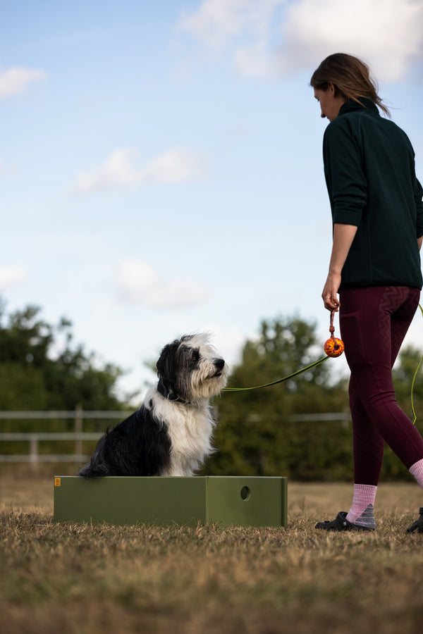 Obedience Training