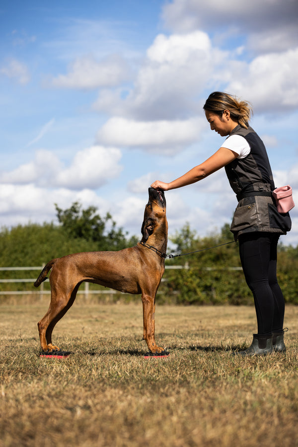 Canine Conditioning